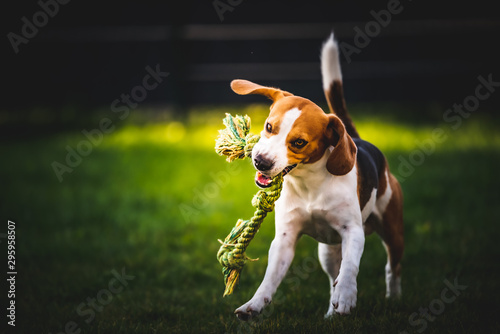 Beagle dog jumping and running with a toy towards the camera