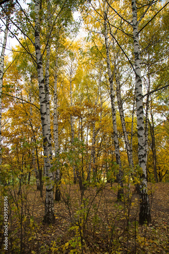 Golden yellow birch autumn in the rays of the setting sun. Illustrations, backgrounds, design, concepts.