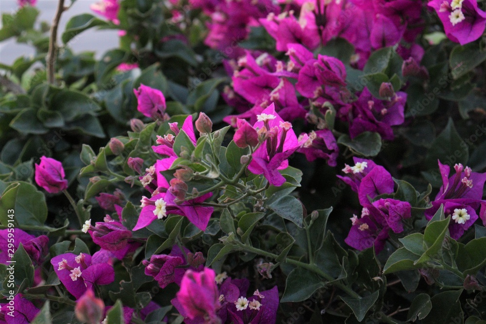 Purple and White Flower Bushes Purple and White Flower Bushes