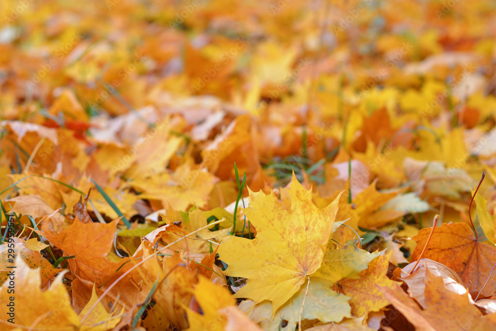 Golden autumn, beautiful background of orange leaves Golden autumn, beautiful background of orange leaves