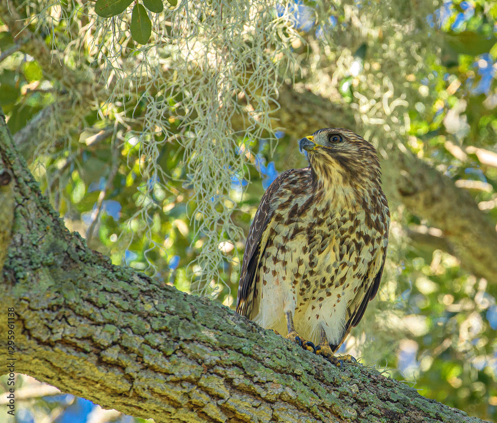Red-Shouldered Hawk in Tree Looking Left at Lake Seminole Park, Florida