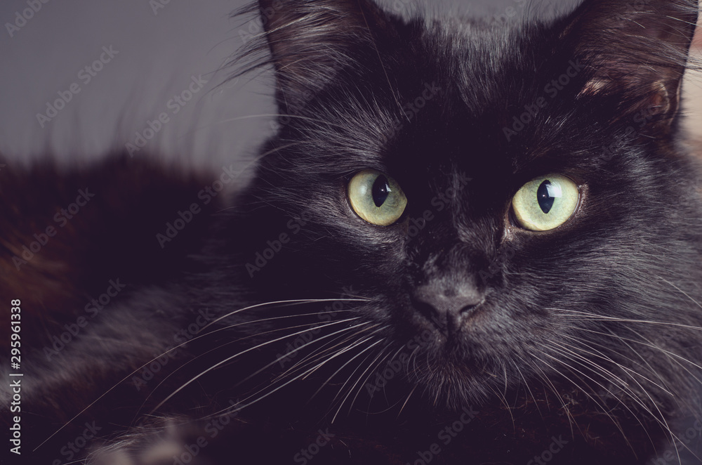 Portrait of a Gorgeous fluffy black cat with bright yellow eyes. Portrait of a Gorgeous fluffy black cat with bright yellow eyes.