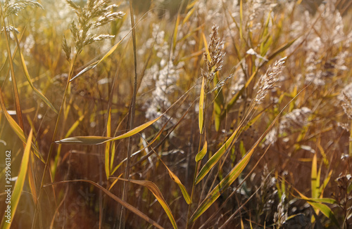 dry stalks of reeds at the pond sway in the wind on an autumn day