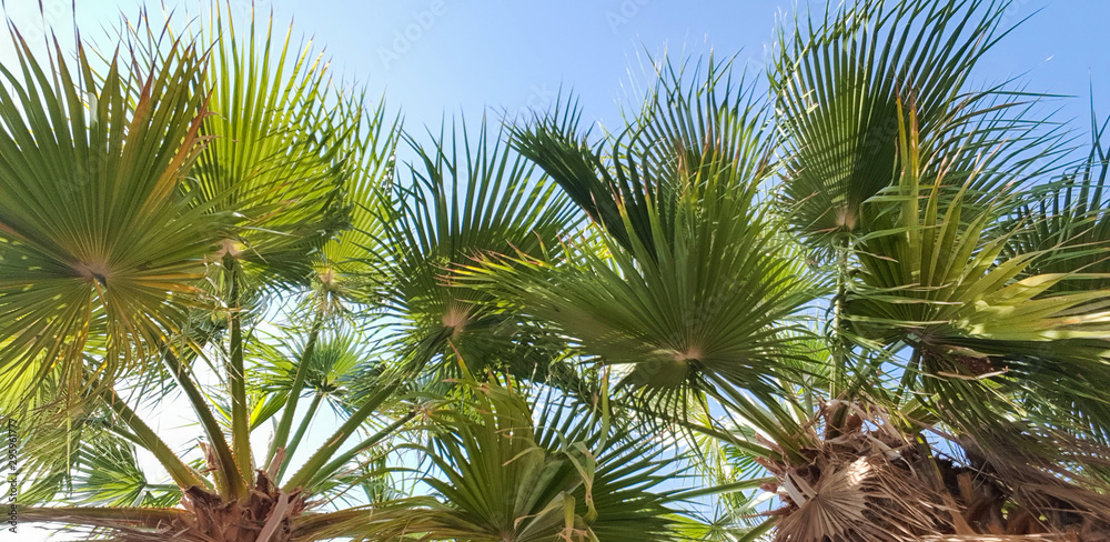 Obraz premium Palm tree bottom - up view tropical background pattern; branches of palm trees against blue sky with breaking rays of bright sun