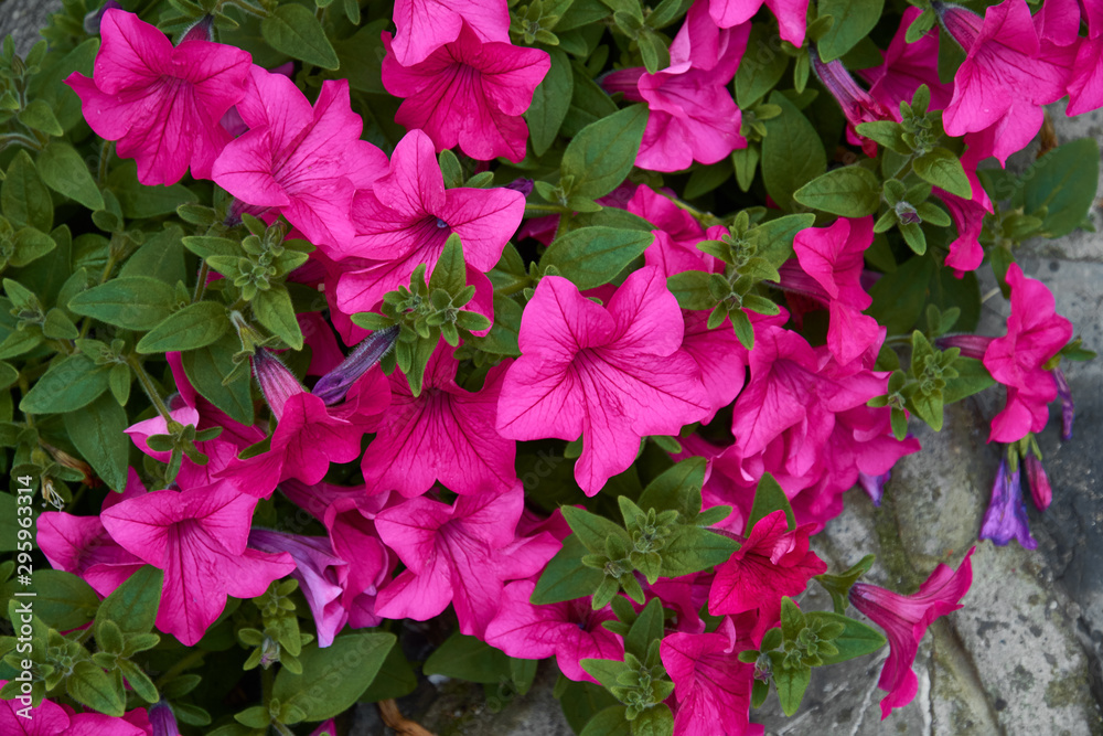 Petunia with bright pink flowers. Plant with brightly purple colored funnel-shaped flowers.