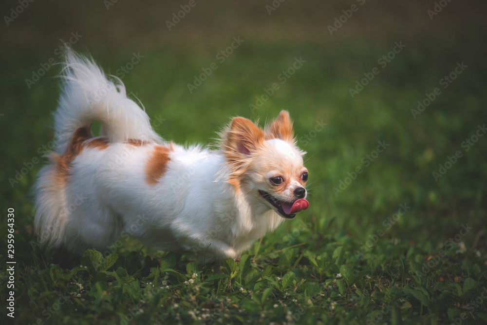 Beautiful adorable chihuahua smile dog running in grass at the summer park. Beautiful adorable chihuahua smile dog running in grass at the summer park.