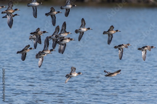 Flock of female Ruddy Ducks fly in formation over the estuary pond before settling in for a landing.