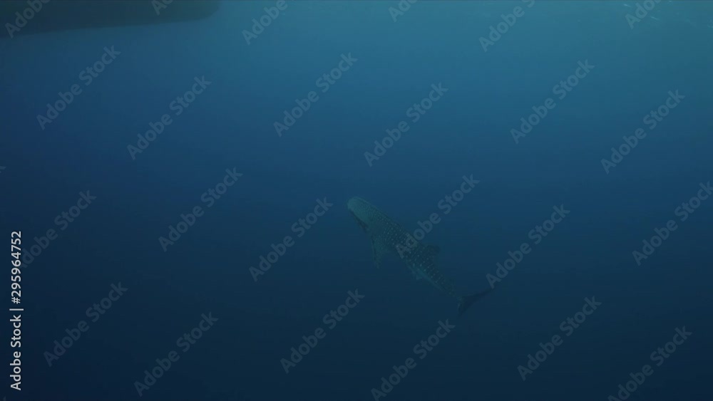 Whale shark swims in blue water close to the boat. Tubbataha Reef dive site Delsan Wreck 4k footage Whale shark swims in blue water close to the boat. Tubbataha Reef dive site Delsan Wreck 4k footage