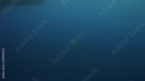 Wallpaper Mural Whale shark swims in blue water close to the boat. Tubbataha Reef dive site Delsan Wreck 4k footage Torontodigital.ca