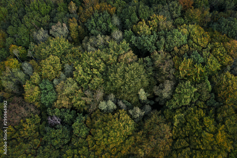 ein Wald im Herbst von oben fotografiert