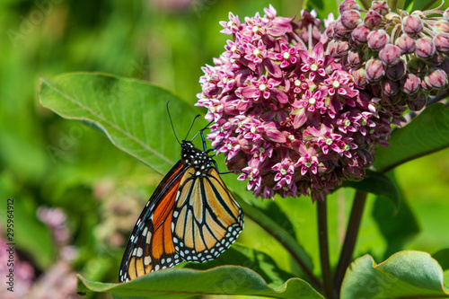 Monarch butterfly on a milkweed flower photo