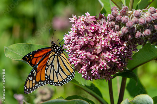 Monarch Butterfly on a Milkweed Blossom photo