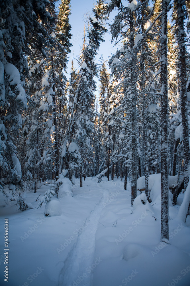 Fototapeta premium path through a forest in winter