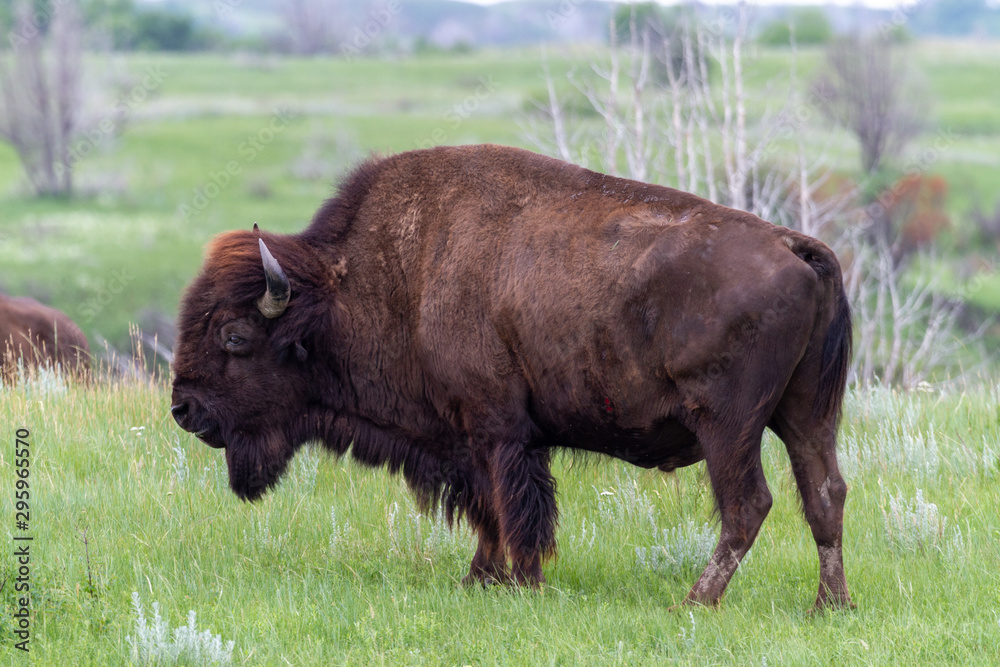 Bison in a grassy field