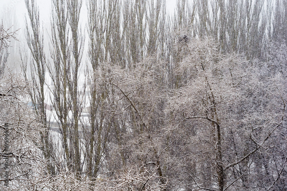 Fototapeta premium Winter urban frosty landscape - snow covered trees on foggy background