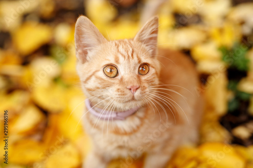 Lovely fluffy cat sitting in fallen autumn leaves in the park. Ginger cute kitten in fall forest. Pets, seasons, cozy autumn weekend, cold weather concept. Friend of human. Autumn arrives.