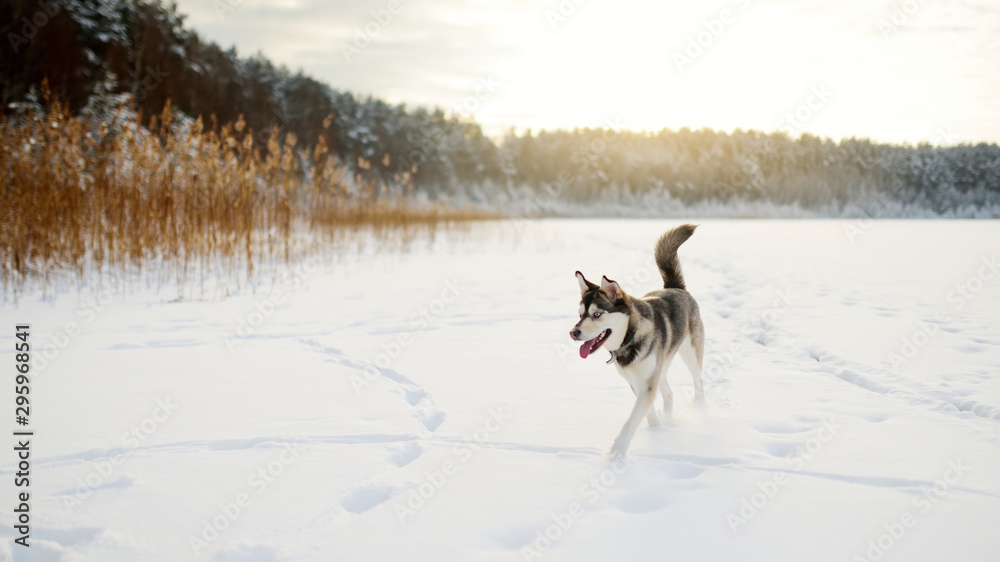 A beautiful dog playing outside in white snow.