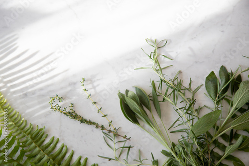 Greenery herbs on marble background 