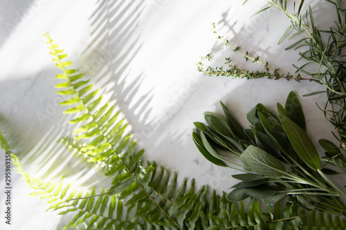 Greenery herbs on marble background 