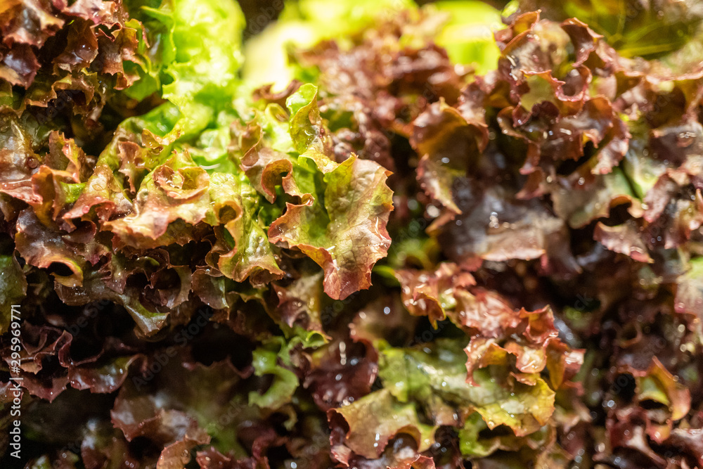 Lettuce and cabbage at the market