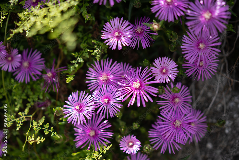 Fototapeta premium 花
