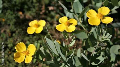 yellow flowers in the garden photo
