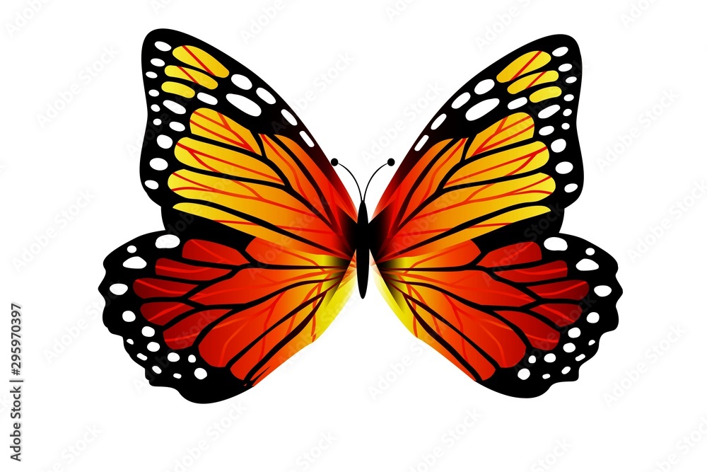 Obraz premium butterfly isolated on white background