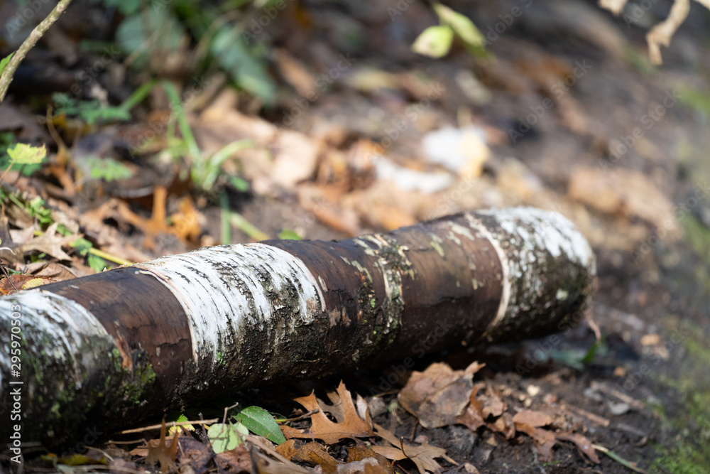 Selective focus on a birch log on the forest floor in autun with leaves Selective focus on a birch log on the forest floor in autun with leaves
