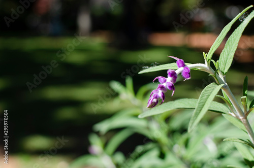 lavender in the rosedal Buenos Aires