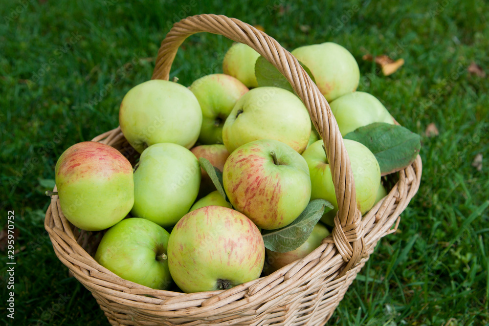 Harvest of ripe apples in a basket on the grass Harvest of ripe apples in a basket on the grass