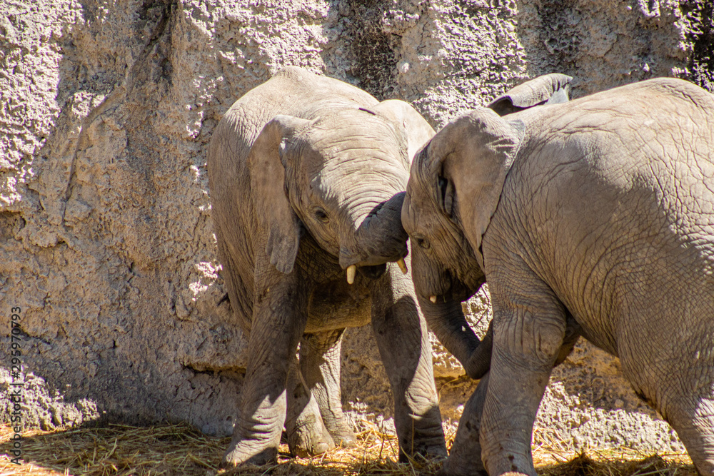 Obraz premium boys will be boys