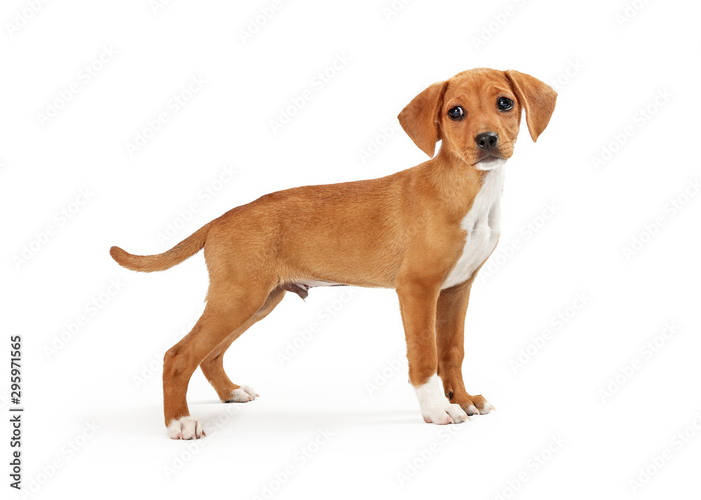 Brown Small Mixed Breed Dog Standing Side Brown Small Mixed Breed Dog Standing Side
