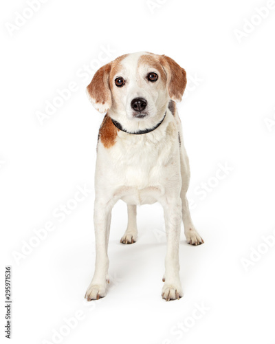 Beagle Crossbreed Dog Standing Facing Forward