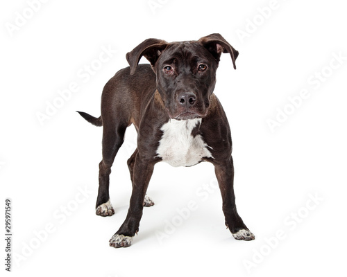 Black Pit Bull Dog White Chest © adogslifephoto