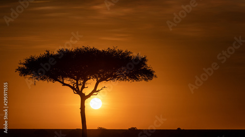 Beautiful Golden African Sunset Tree Silhouette