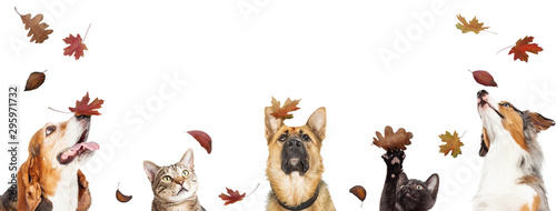 Photography Dogs and Cats With Falling Autumn Leaves