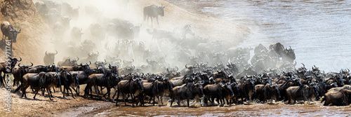 Dusty Scene of Wildebeest Crossing Mara River