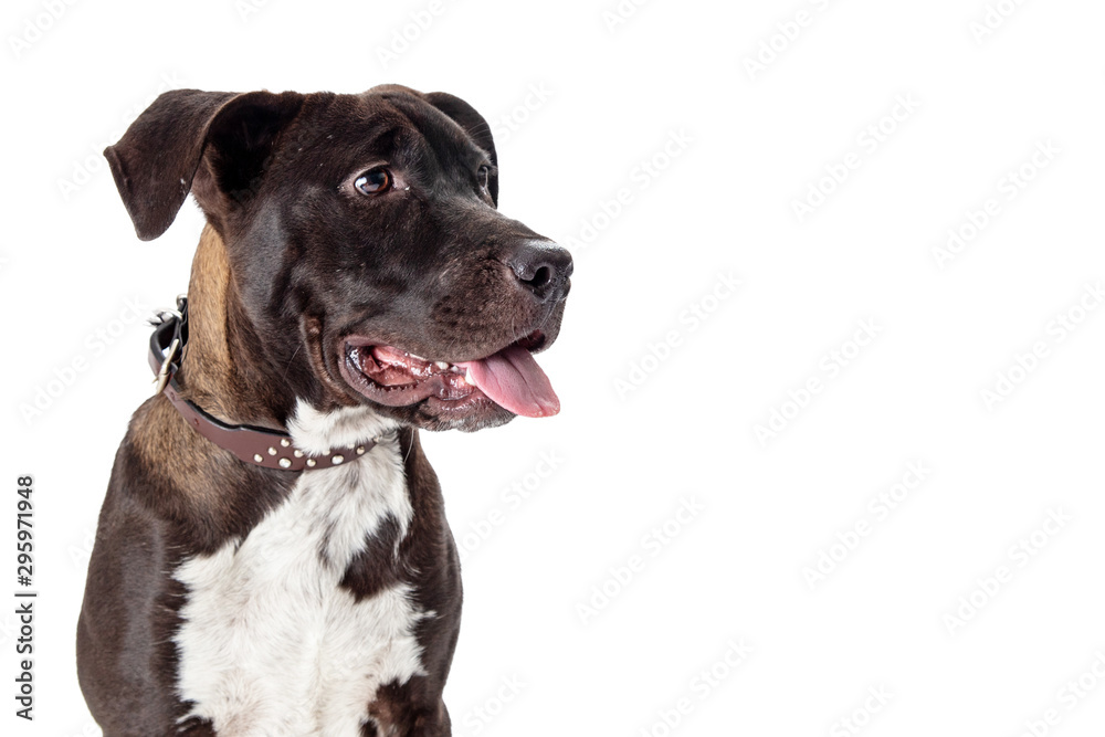 Pit Bull Close-up Looking Side Tongue Out Pit Bull Close-up Looking Side Tongue Out