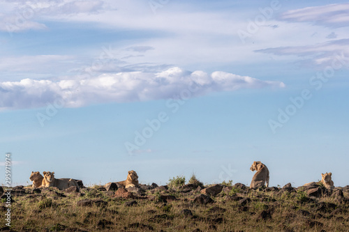 Pride of Young Lions in Kenya Africa