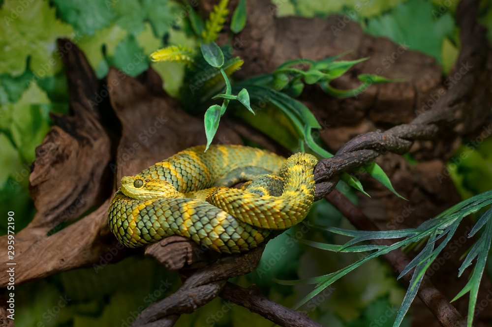 viper bush snake green, Atheris viper bush snake green, Atheris