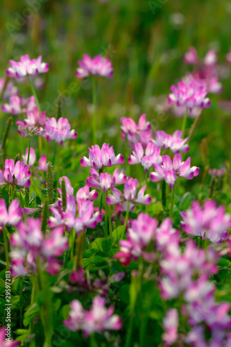 Astragalus pink flowers swarm in field