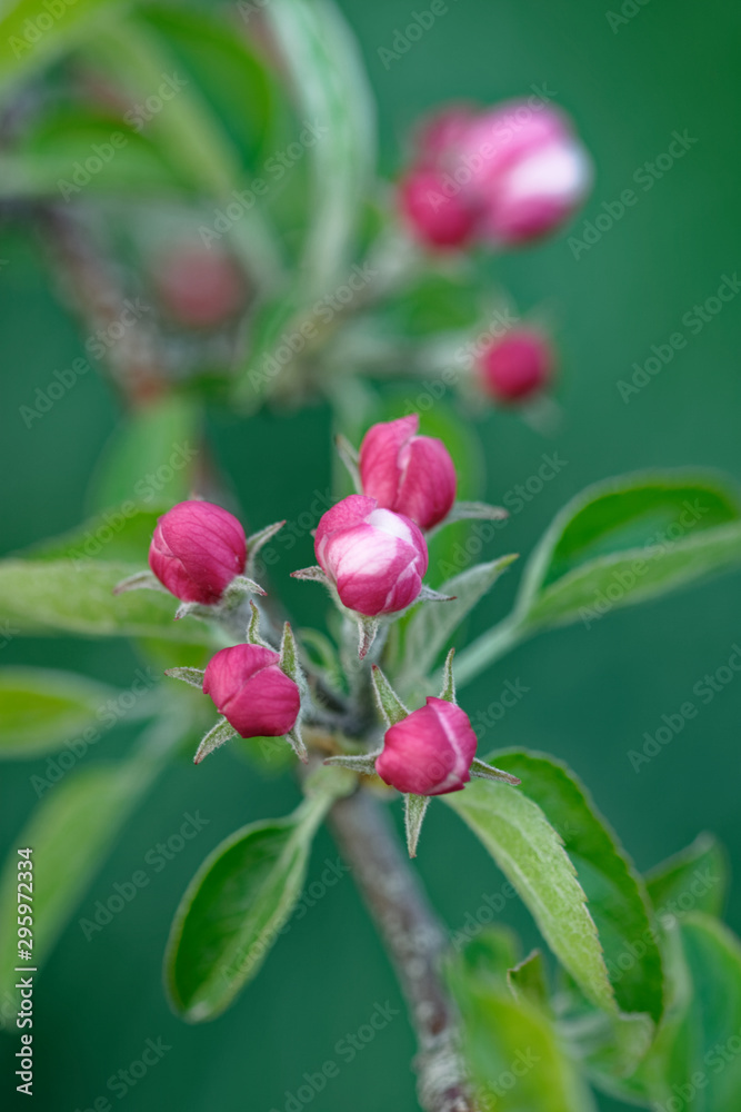 Apple flower bud is red