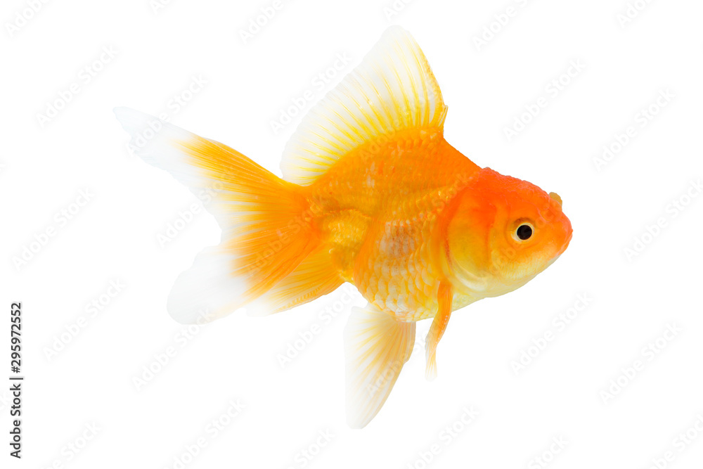 single goldfish animal isolated on white background single goldfish animal isolated on white background