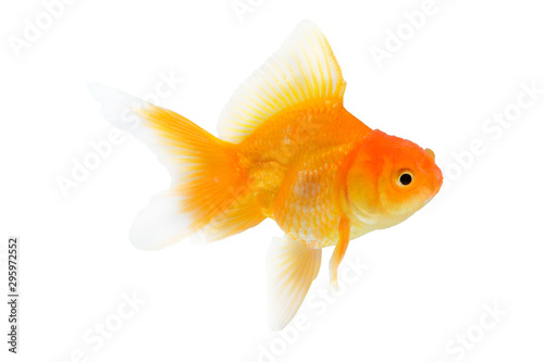 single goldfish animal isolated on white background © jittawit.21