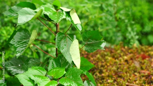 Wallpaper Mural 豪雨　台風　2019年　台風19号　風で揺れる葉　東京　スローション　4倍速　 Torontodigital.ca