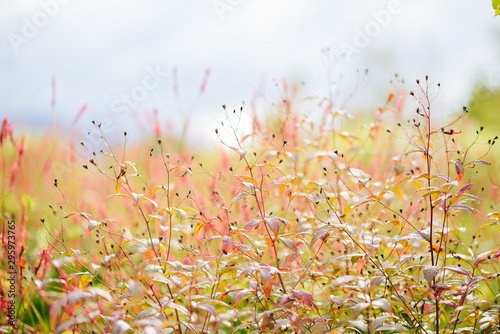 Fototapeta Naklejka Na Ścianę i Meble -  赤色の花の花畑
