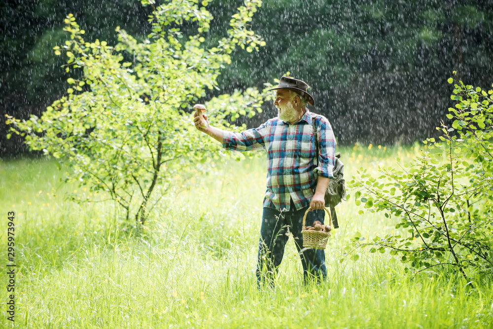 Old man walking in rain. Grandpa Pensioner. Senior hiking mushrooms in rainy forest. Mushroom picker. Bolete in moss in forest.