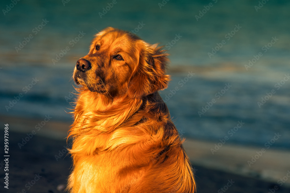 Golden Retriver Beautiful dog on the beach Ireland