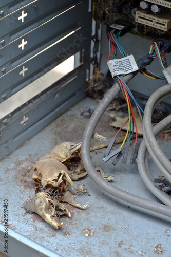 rat carcass in electronic circuit 