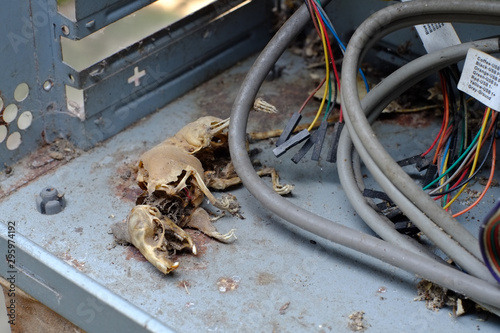 rat carcasses in my computer circuit